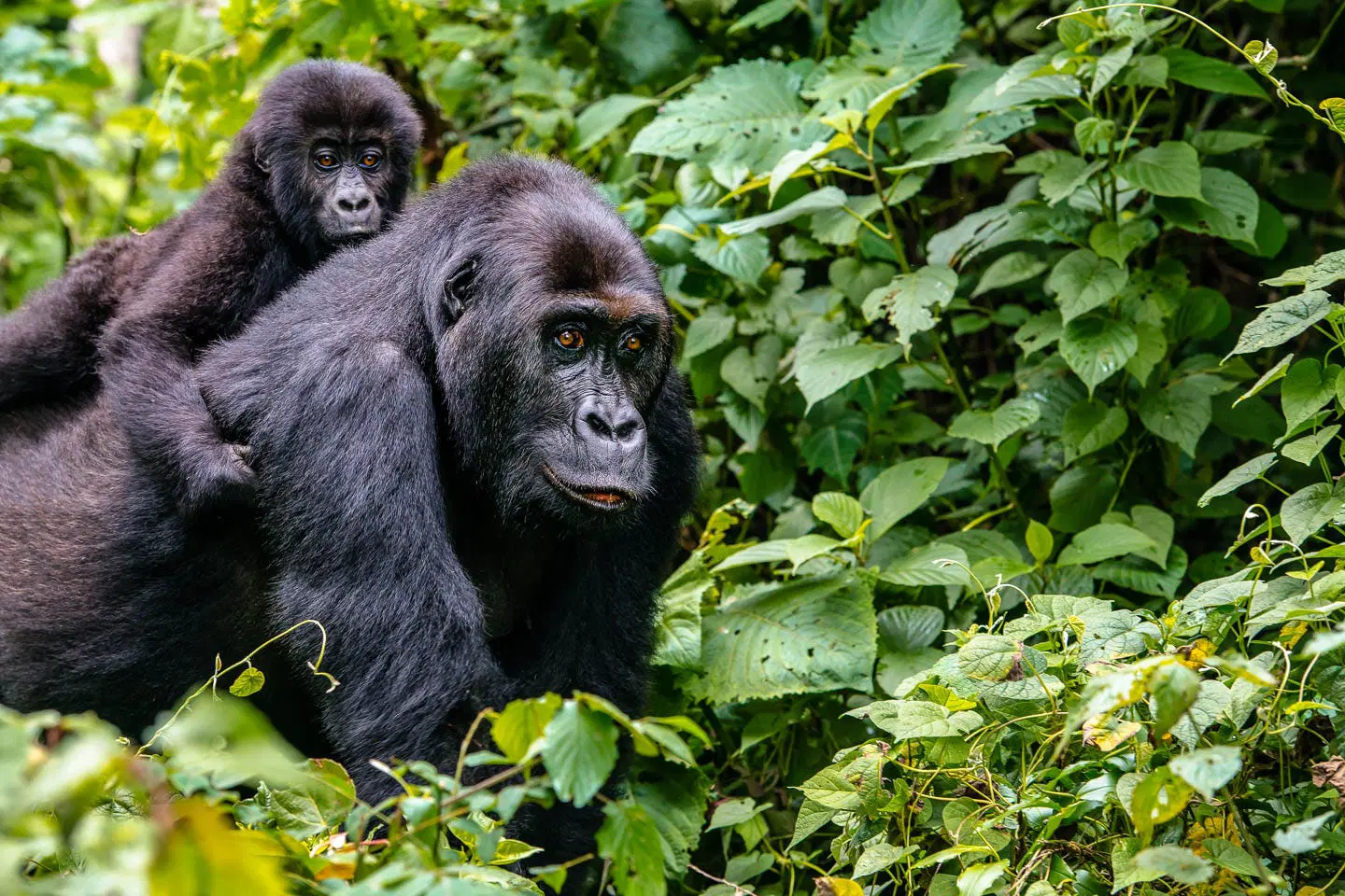 gorilla trekking forest timbuktu travel Home